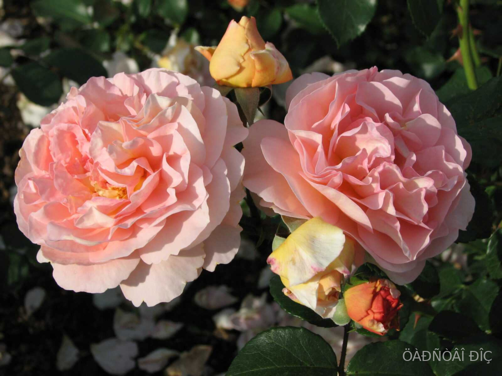 ������������ ����������� (Sangerhauser Jubilaumrose)