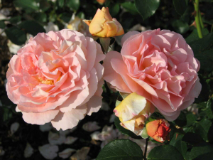 ������������ ����������� (Sangerhauser Jubilaumrose)