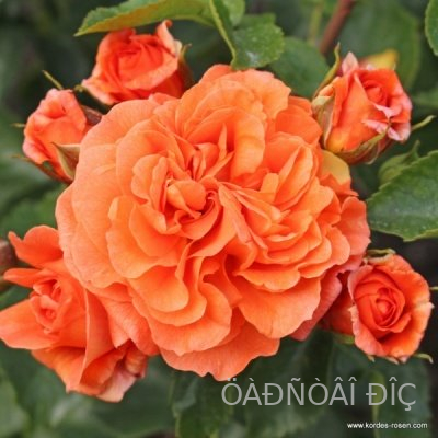 �������� (Orangerie)
