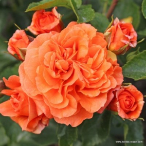 �������� (Orangerie)