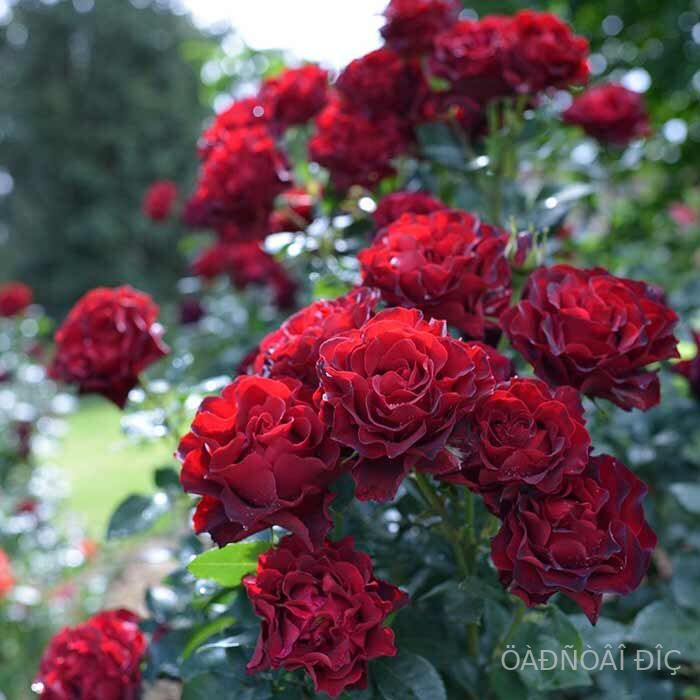  ���� � ������� (Hommage a Barbara)