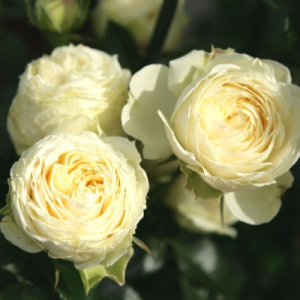 ����� ������ (Lemon Rokoko)