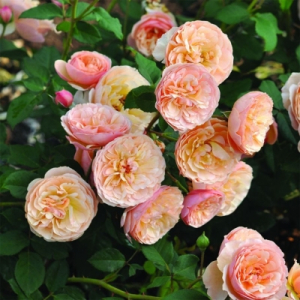 ������� ������ (Natalija Frayla)