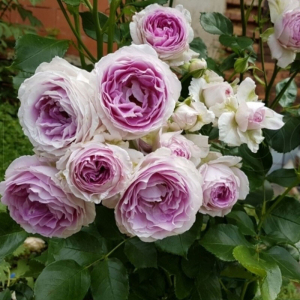�������� (Vesalius)