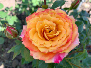 ����������� (Gartenspass)