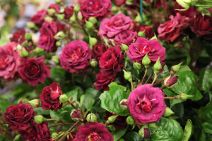 ����� ���� (Katie's Rose)