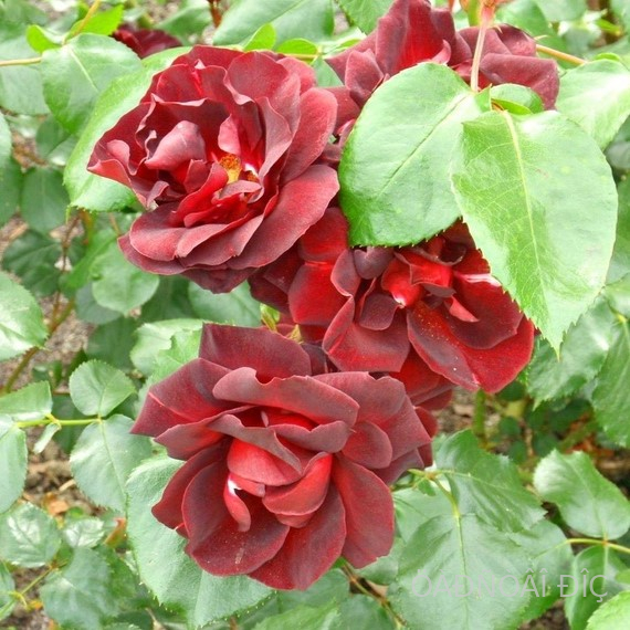 ������� ���� (Midnight Rose)