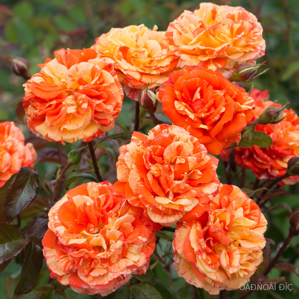 �������� � ����� (Oranges and Lemons).