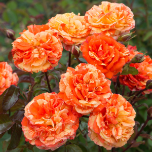 �������� � ����� (Oranges and Lemons).