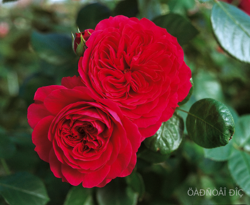 ��� �������� �� ����� (Red Leonardo da Vinc)