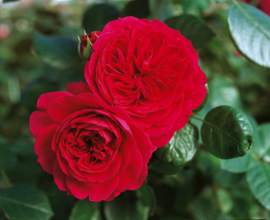 ��� �������� �� ����� (Red Leonardo da Vinc)