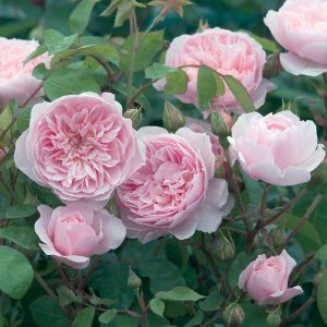 �������� (Roselina)