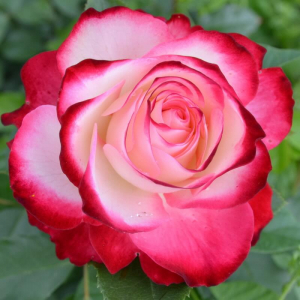 ������ ������ ������ (Jubile du Prince de Monaco)