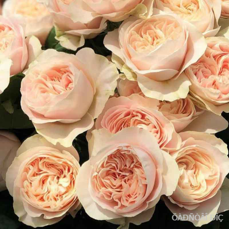 ����� (Chiffon)