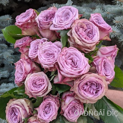 ��������� (Dolcetto)