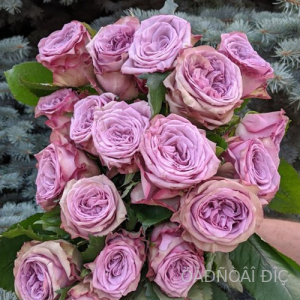 ��������� (Dolcetto)