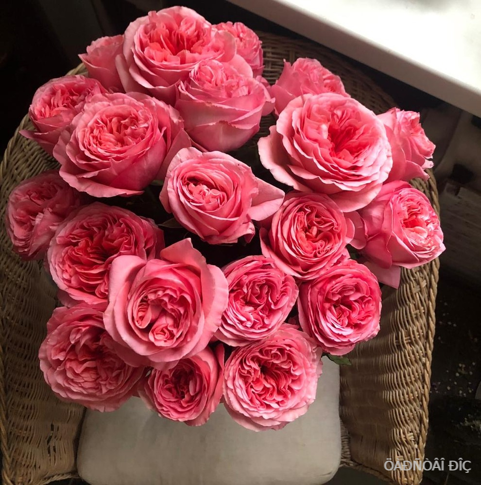 ���� �������� (Pink Expression)