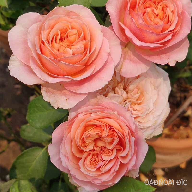 ��������� ������ (Victorian Secret)