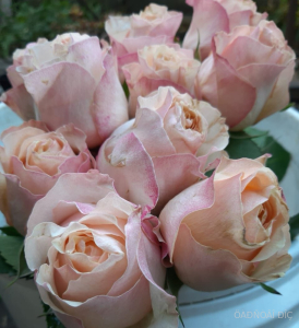 ��������� ��� (Victorian Peach)