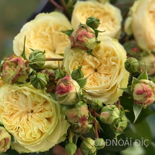 ��������� ������� (Victorian Wedding)