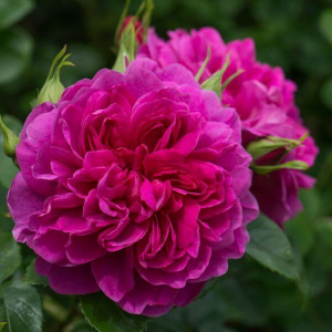 ��������� ���� (Princess Anne)