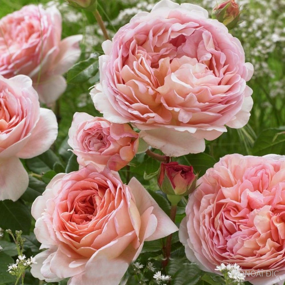 ������� ����� (Abraham Darby) 