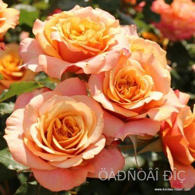 �� ����� ����� (La Villa Kotta)