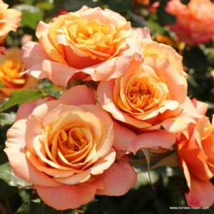 �� ����� ����� (La Villa Kotta)