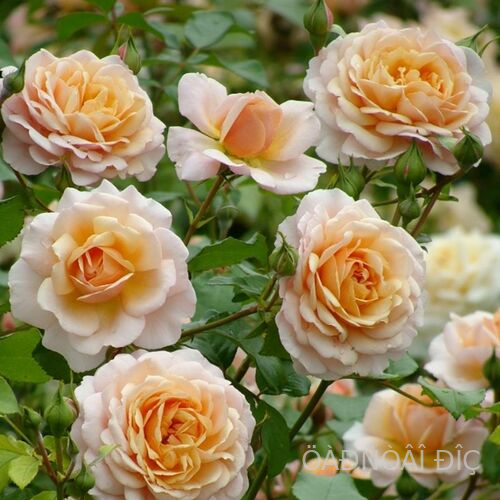 �������� ������ ( Elizabeth Stuart )