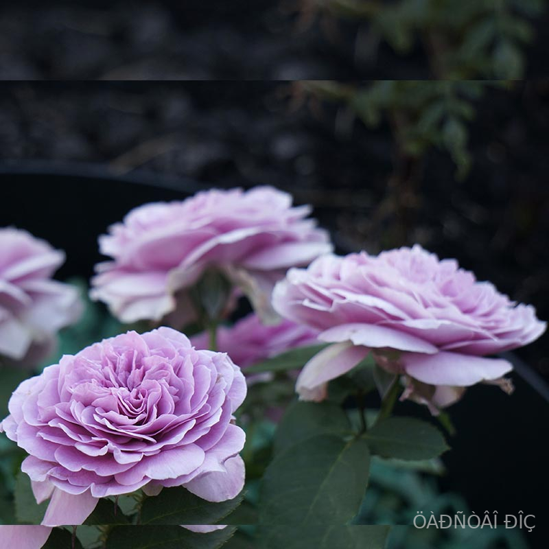 �������� ������� (Lavender Crystal)