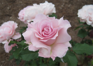 �� ����� (La Mari�e)