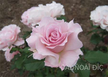 �� ����� (La Mari�e)