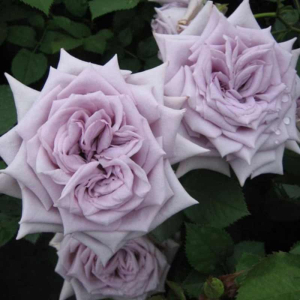 ����� ������� (Chateau Myrtille)