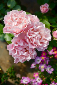 ����� (Porcelaine d�Orient)
