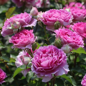 ���������� (Sheherazade)