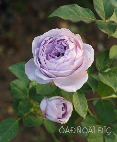 ������� ����� (Blue Storm Rose)