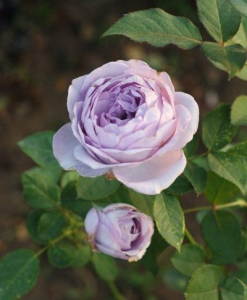 ������� ����� (Blue Storm Rose)