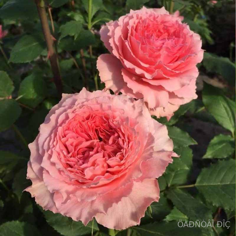 ����� ���� (Corail gelee)