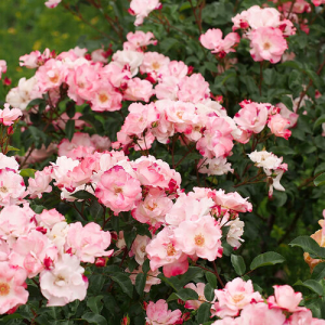 ������-������ (Sakura-Gasumi)