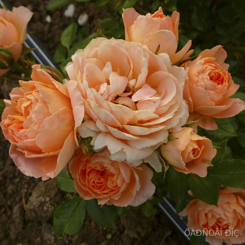 ������ ������ (Sunset Memory)