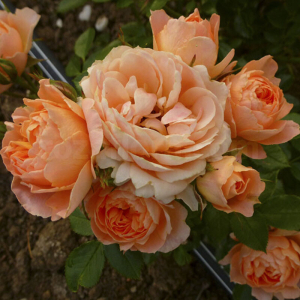 ������ ������ (Sunset Memory)